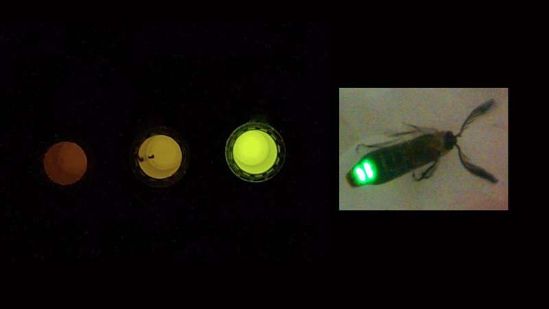 firefly-light-gives-ri.jpg